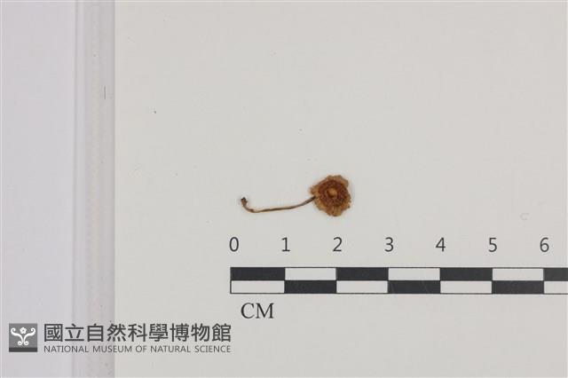 登錄號:F0036492藏品圖，第1張