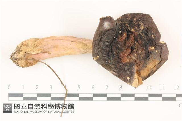 登錄號:F0037492藏品圖，第1張