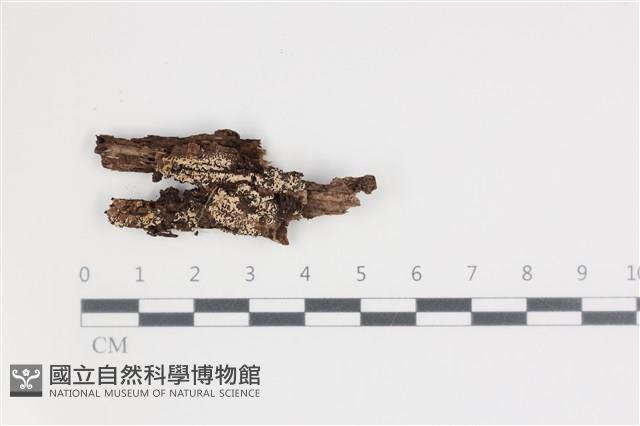 登錄號:F0035492藏品圖，第1張