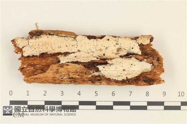 登錄號:F0036792藏品圖，第1張