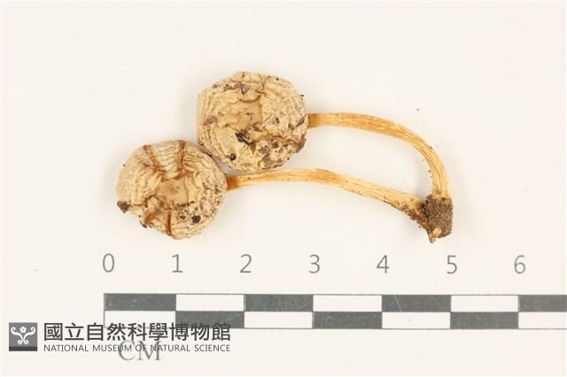 利氏小菇藏品圖，第1張