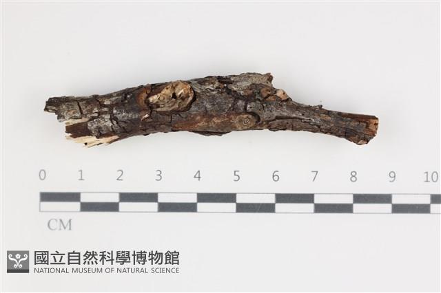 刺皮菌屬藏品圖，第1張