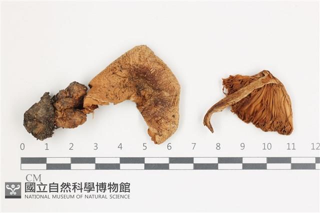 登錄號:F0036592藏品圖，第1張