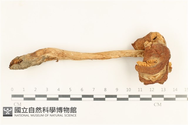 登錄號:F0037592藏品圖，第1張