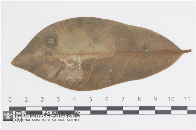 登錄號:F0035592藏品圖，第1張