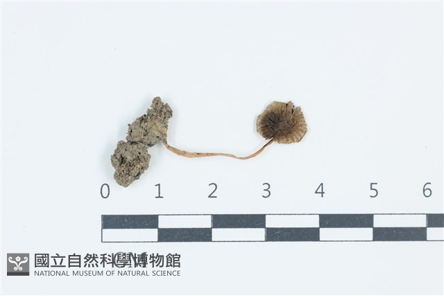 登錄號:F0039592藏品圖，第1張