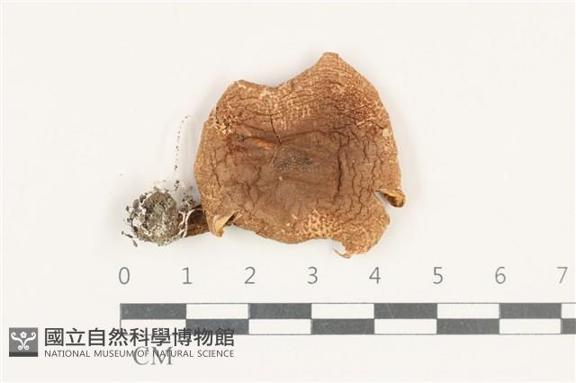 登錄號:F0038192藏品圖，第1張