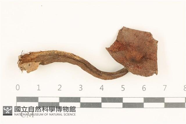 登錄號:F0037192藏品圖，第1張