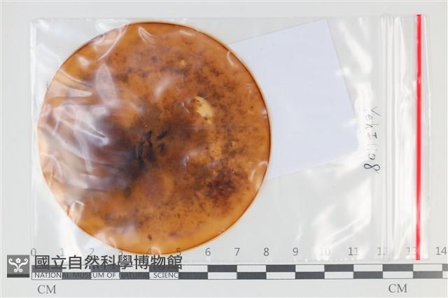 登錄號:F0035192藏品圖，第1張