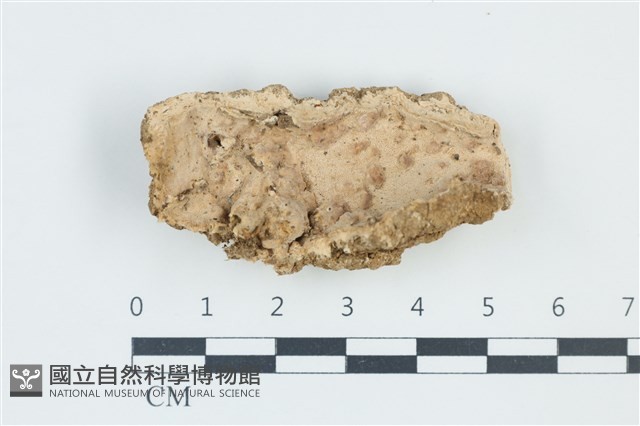 栓菌屬藏品圖，第1張
