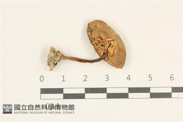 登錄號:F0038092藏品圖，第1張