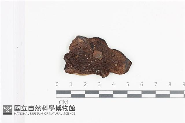 登錄號:F0036092藏品圖，第1張