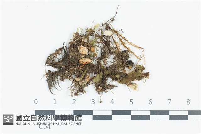 小菇屬藏品圖，第1張