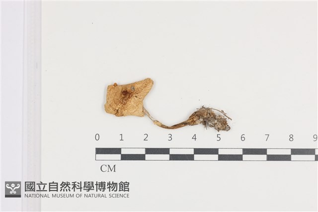 登錄號:F0036392藏品圖，第1張