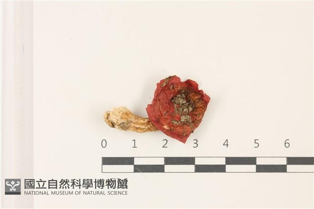 登錄號:F0037392藏品圖，第1張