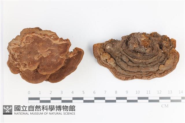 登錄號:F0035392藏品圖，第1張