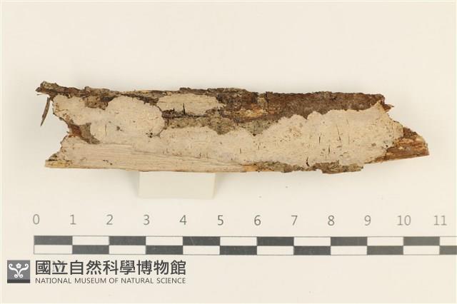 刺皮菌屬藏品圖，第1張