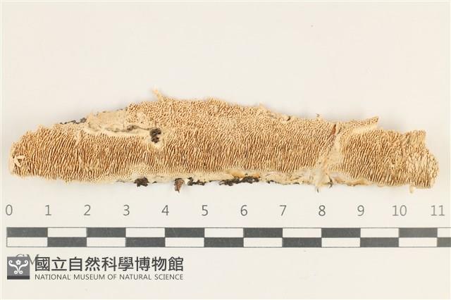 登錄號:F0038282藏品圖，第1張