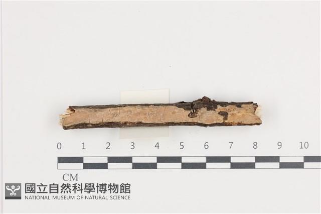登錄號:F0036282藏品圖，第1張
