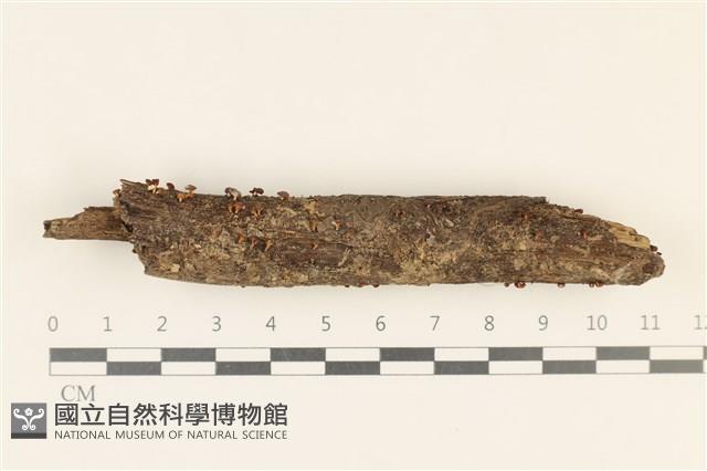 登錄號:F0037282藏品圖，第1張