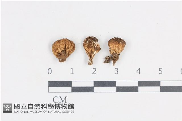 登錄號:F0038882藏品圖，第1張