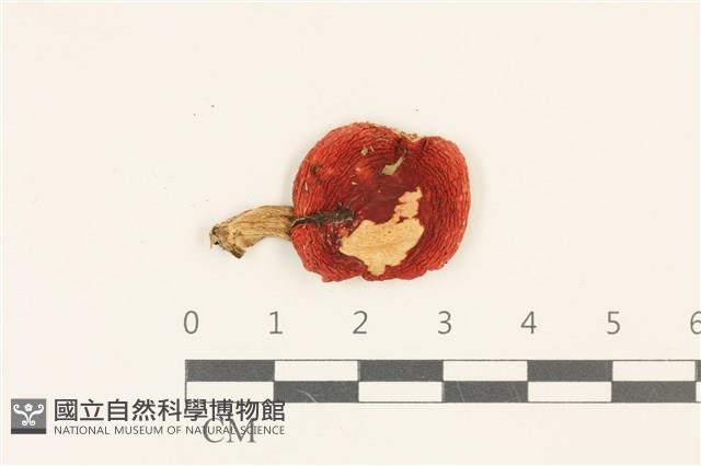 登錄號:F0036882藏品圖，第1張