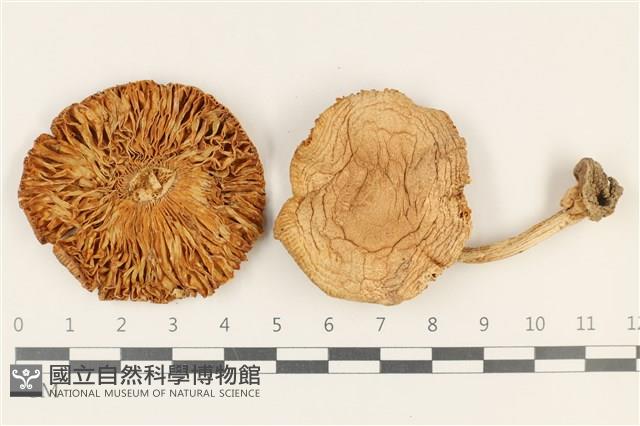 鵝膏屬藏品圖，第1張