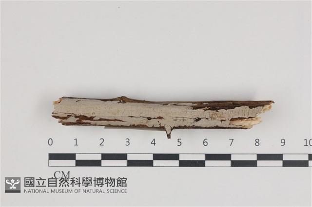 刺皮菌屬藏品圖，第1張