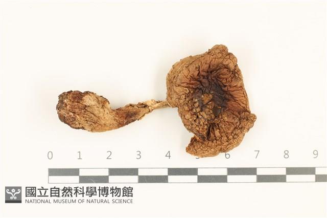 登錄號:F0036982藏品圖，第1張