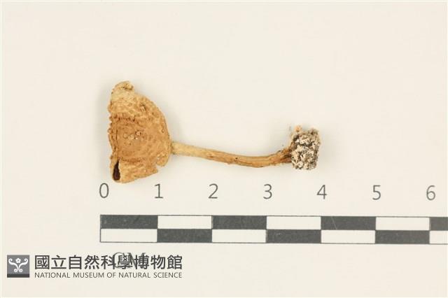 登錄號:F0037982藏品圖，第1張