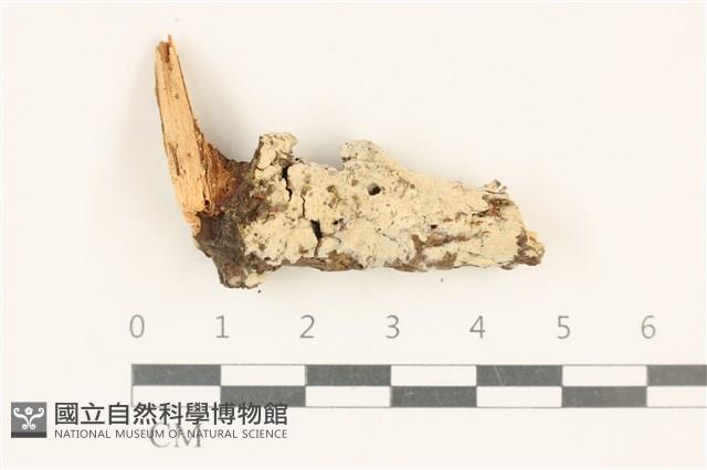 登錄號:F0019982藏品圖，第1張