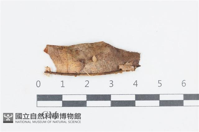 登錄號:F0038682藏品圖，第1張