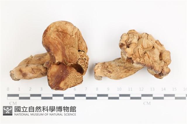 登錄號:F0036682藏品圖，第1張