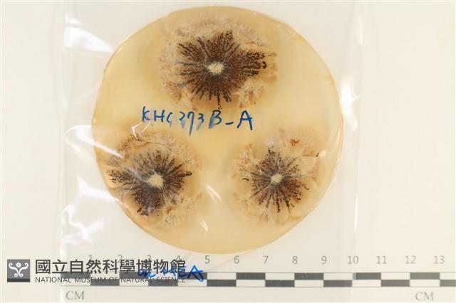 登錄號:F0037682藏品圖，第1張
