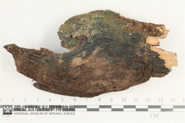 登錄號:F0038482藏品圖，第1張