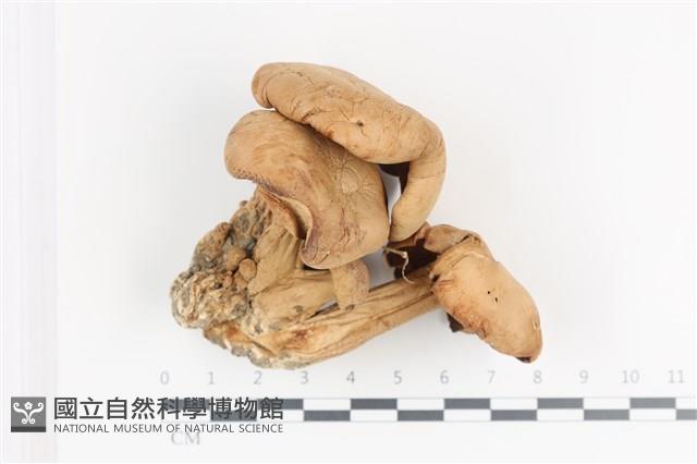 登錄號:F0036482藏品圖，第1張