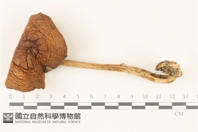 館號:F0037482藏品圖，第1張
