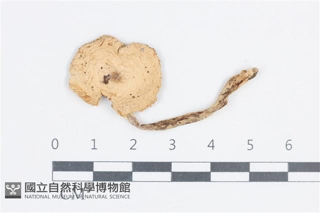 登錄號:F0038782藏品圖，第1張