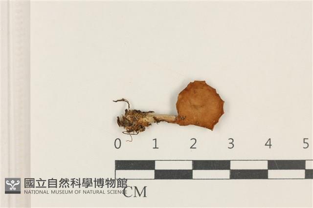 乳菇屬藏品圖，第1張