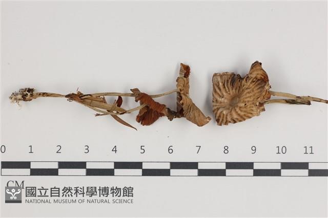 登錄號:F0035782藏品圖，第1張