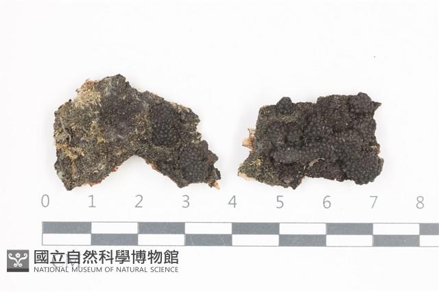 炭角菌屬藏品圖，第1張
