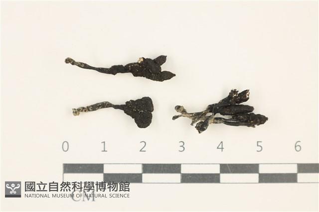 登錄號:F0037582藏品圖，第1張
