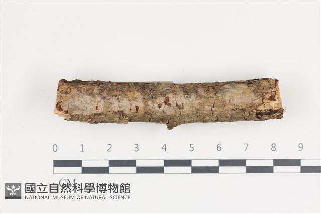 登錄號:F0035582藏品圖，第1張