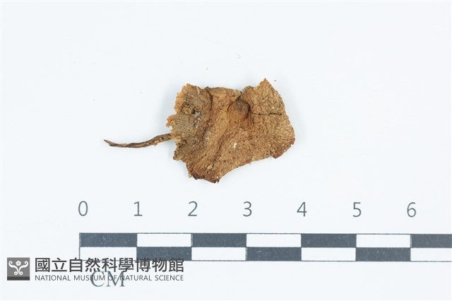 珠雞斑白鬼傘藏品圖，第1張