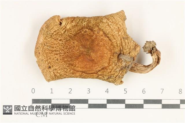 紅菇屬藏品圖，第1張