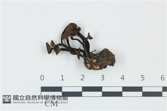 雞油菌屬藏品圖，第1張
