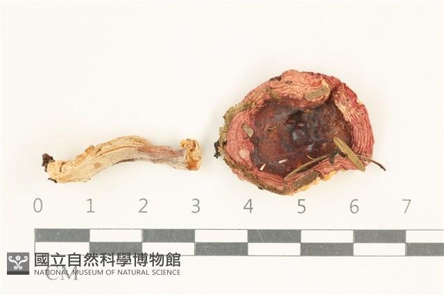 登錄號:F0038082藏品圖，第1張