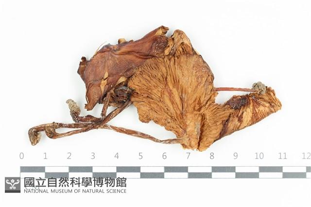 登錄號:F0036082藏品圖，第1張