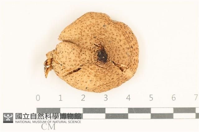 登錄號:F0037082藏品圖，第1張