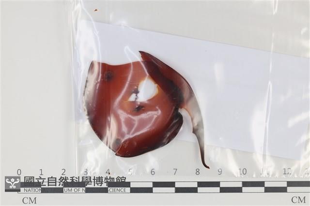 登錄號:F0035082藏品圖，第1張